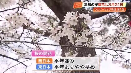 高知の桜、開花は3月21日ごろの予想　福岡に次ぎ全国2番目の早さ、満開は30日ごろの見込み