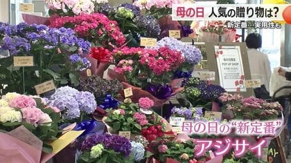 物価高で苦しくとも「例年通りの予算」を確保　母の日ギフトのトレンドをリサーチ　色や形が多彩で長く楽しめるアジサイ人気も高まる　【福井】