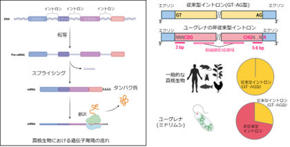 ユーグレナにおけるイントロンの非従来型配列規則を解明