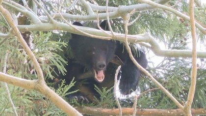 今年は “クマ”の出没増!?クマに遭遇したら…専門家「走って逃げるは絶対ダメ！」【新潟発】