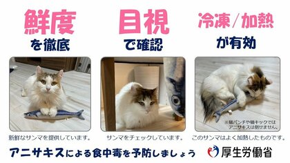 猫パンチや猫キックでは倒せません」アニサキスの注意喚起をする猫