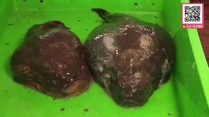 旬の魚「ごっこ」を楽しむ「恵山ごっこ祭り」が開催！市民など約2300人が詰めかけ名物「ごっこ汁」は昼前に850食が完売―地元で捕れたタコやホッケも販売〈北海道函館市〉