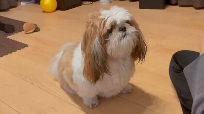 ゆっくりとチョン！愛犬がお手は自信満々でも“おかわり”は控えめ…可愛いけどなぜ？飼い主に理由を聞いた