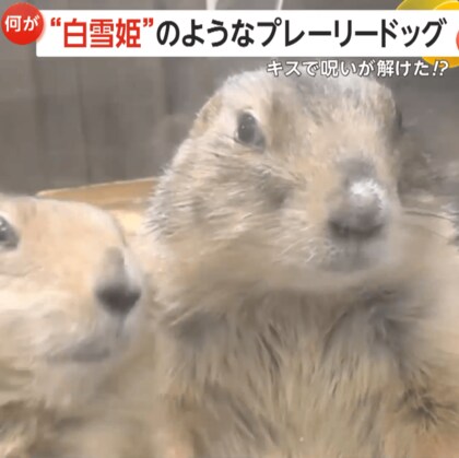 まるで白雪姫！？“真実の愛”のキスで目覚めるプレーリードッグがロマンティック！専門家「キスは“挨拶”の意味」