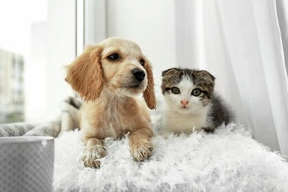 犬・猫の飼い主127人に聞いた!自分よりペット優先!?76.4%が健康診断を実施。ペットドックに関するアンケート