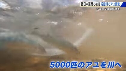 「アユよ大きくなって戻って来い ふるさとの川に」西日本豪雨で被災の広島・沼田川でアユの放流「もとの姿にもどりつつある」
