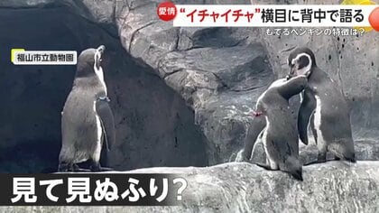 「オレも彼女いるし～？」“イチャイチャ”横目に直立不動の“ソロペンギン”…真相は？　モテるポイントも発覚　広島・福山市立動物園