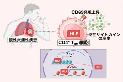 慢性炎症の原因となるタンパク質を新たに特定～ぜんそくなどの慢性炎症性疾患の新たな治療法開発に期待～