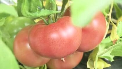 越前市特産の大玉トマト「紅しきぶ」収穫始まる　肉質しっかり、糖度高く特有の酸味も　7月下旬まで
