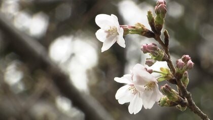 東京で“桜の開花”発表　去年より5日早く　この先も暖かい日続き一気に開花進む見込み　気象庁
