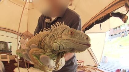 違法建築をめぐり指導のノースサファリサッポロ 「アニマルグランピング」などで札幌市から約2000万円の補助金もらっていた―担当者「行政指導を受けていることは把握していたが支援が最優先だった」