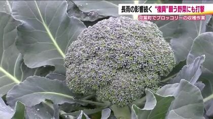 福島・双葉町のブロッコリー　長雨の影響で収穫量が減少　出来は上々「少々高いけど手に取って」