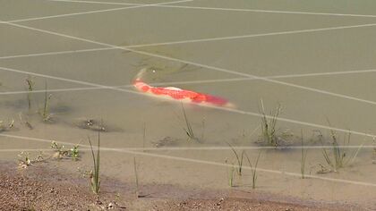 泳ぐ宝石“ニシキゴイ”も熱中症に!? 猛暑･水不足で養鯉業者も苦境…｢一日でも早く雨降って｣