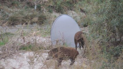 山から川を“犬かき”で下ったか…拳銃構えた警察官に威嚇され逃げたイノシシ 専門家に聞いた習性と注意点【愛知発】