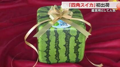 サイコロのような形「四角スイカ」善通寺市で出荷始まる　１個１万５０００円前後で販売【香川】