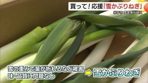 大雪で葉が折れても…「甘みたっぷり」特産白ネギを米子市役所で応援販売5キロ1000円に大反響（鳥取）