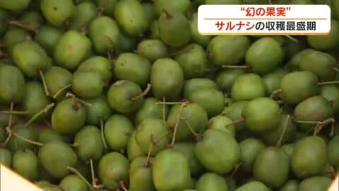甘酸っぱい幻の果実　岡山県新庄村で特産のサルナシの収穫【岡山】