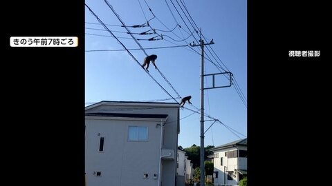 都内で野生動物の目撃増加　青梅でサル2匹が電線伝い激しく揺さぶり　港区・赤坂ではハクビシンも
