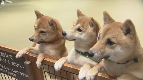 あなたは犬派 猫派 とびきりの癒やしをお届け 豆柴 猫カフェ