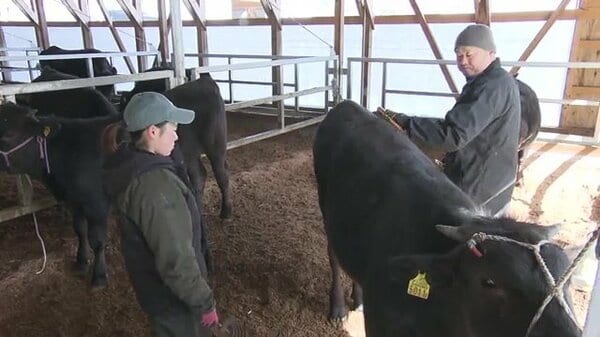 葛尾村に戻った畜産農家 ”牛が生きがい”の娘と基幹産業復活を目指す父