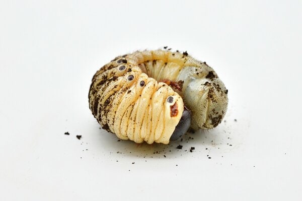 でんぐり返し”で穴掘り!? 「カブトムシの幼虫」が固い土でも進める理由