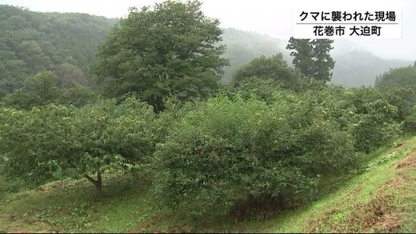 自宅の裏山でクマに襲われ男性けが 状況語る 岩手 花巻市