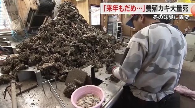 カキ打ちのようす