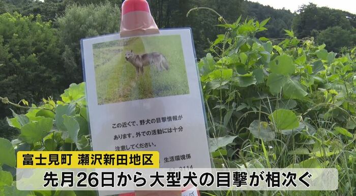 7月26日から大型犬の目撃が相次ぐ(長野県富士見町)