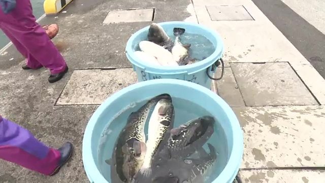福島県で水揚げされたトラフグ