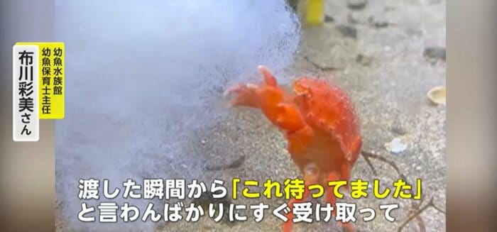 綿に飛びつく“アフロガニ”(提供:幼魚水族館)
