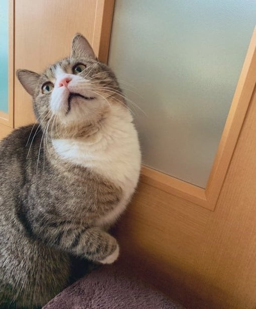 つなくん
