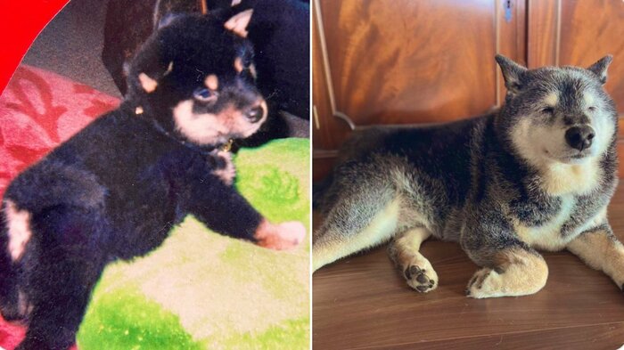 子犬時代(左)と老犬になった麿くん