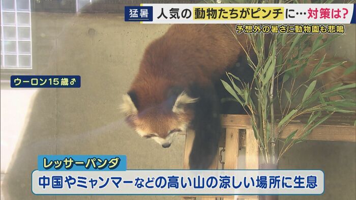 レッサーパンダは夏が苦手