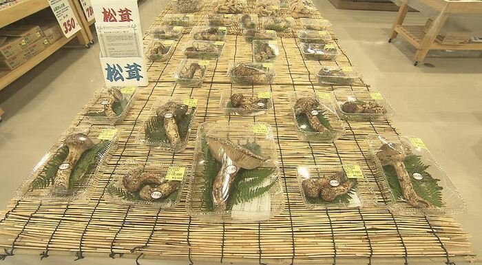 2022年、2021年は9月5日から棚に並んでいたマツタケ(画像は昨年取材時)