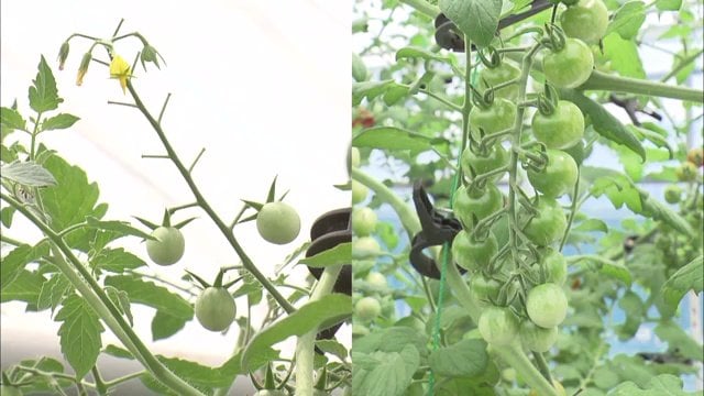 左は不着果 右が順調に育ったトマト
