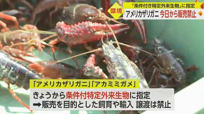 改正外来生物法に基づき、6月1日から指定された