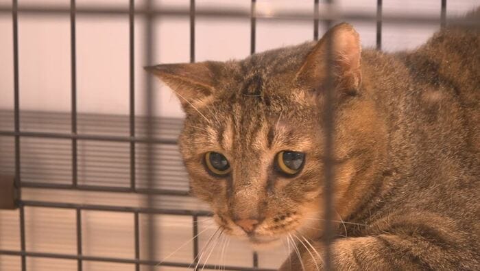 保護されたネコ 長野市動物愛護センター