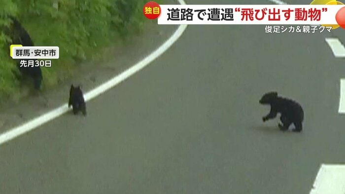 親グマの後を付いていく子グマ(FNN投稿サイト「ビデオPost」)