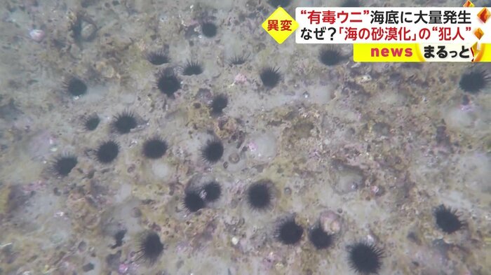 ガンガゼ類などが海藻を食べ尽くし、「海の砂漠化」とも呼ばれる磯焼けの一因に