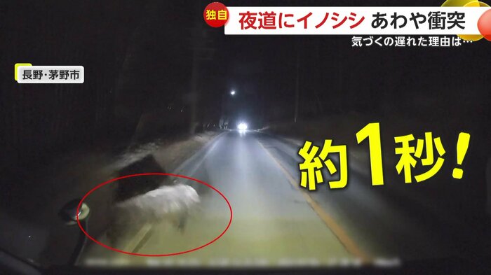 飛び出してきたイノシシ(視聴者提供)