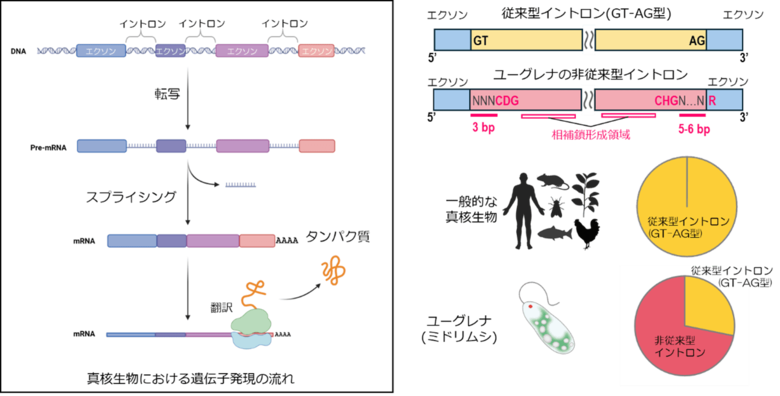 ユーグレナにおけるイントロンの非従来型配列規則を解明