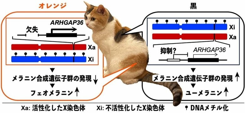 三毛猫の毛色を決める遺伝子をついに発見
