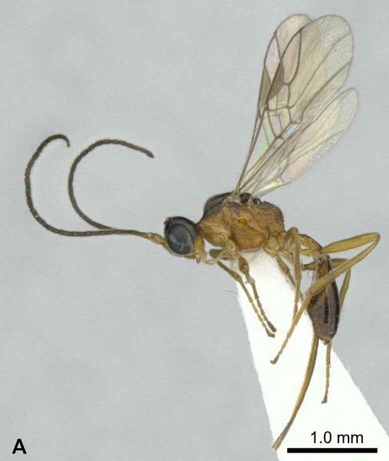 高校生が新種発見！ゾウムシの成虫に寄生する寄生蜂【世界初の事例】