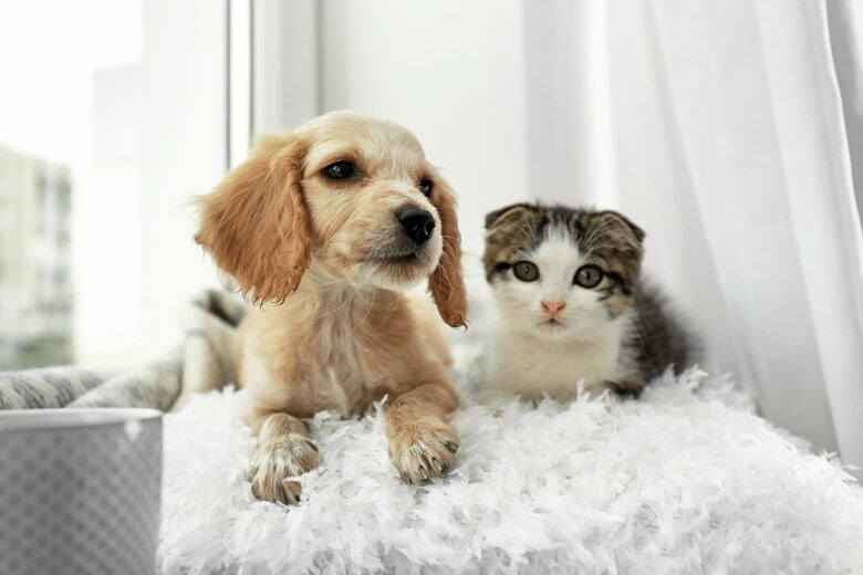 犬・猫の飼い主127人に聞いた!自分よりペット優先!?76.4%が健康診断を実施。ペットドックに関するアンケート