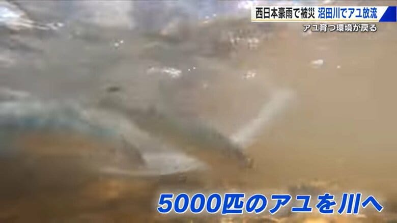 「アユよ大きくなって戻って来い ふるさとの川に」西日本豪雨で被災の広島・沼田川でアユの放流「もとの姿にもどりつつある」｜FNNプライムオンライン