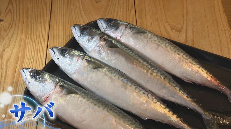 サバショック到来  “ノルウェー産”に異変  大衆魚が高級魚に？ 料理店からも悲鳴  仕入れ価格は過去最高水準に高騰 【福岡発】｜FNNプライムオンライン