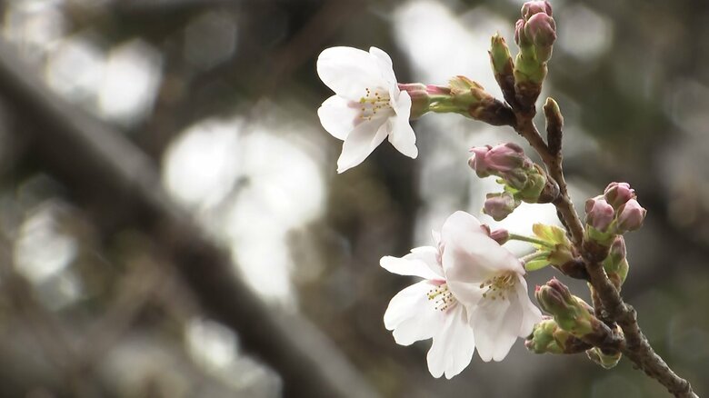 【速報】 東京で“桜の開花”発表　去年より5日早く　この先も暖かい日続き一気に開花進む見込み　気象庁｜FNNプライムオンライン