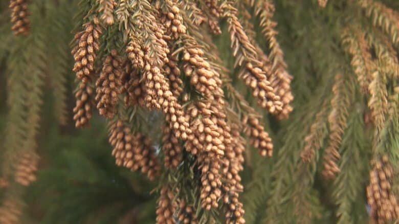 スギ花粉の飛散ピークに　県内で去年より早く2月27日から「大量飛散」　福井大学と県が発表｜FNNプライムオンライン