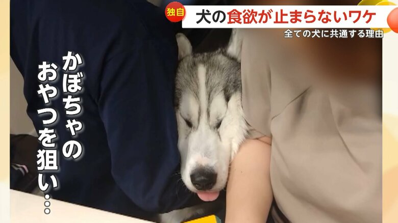 【独自】“顔ムギュッ！SNSで話題のおやつに執着するシベリアンハスキー…無限の食い意地は犬の習性　東京・足立区｜FNNプライムオンライン