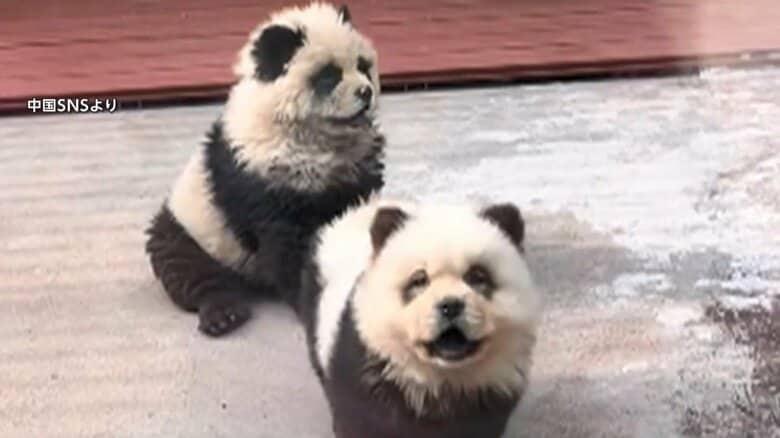 中国“パンダ犬” 正体は毛染めした「チャウチャウ」　1匹10万5000円で販売業者に問い合わせ殺到 「動物虐待」との声も｜FNNプライムオンライン
